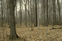 Picture of a deciduous forest.
