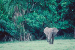 Picture of a tropical rainforest.