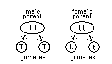 Illustration of gametes formed by parents.