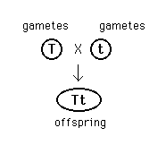 Illustration of gametes uniting to form offspring.