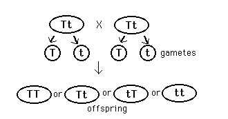 Illustration of heterozygous individuals forming offspring.