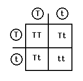 Illustration of the punnett square.
