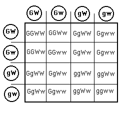 Illustration of using the punnett square for a dihybrid cross.