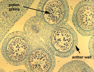 Anther Cross Section