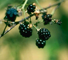 blackberry