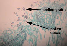 Picture of germinating pollen grains.