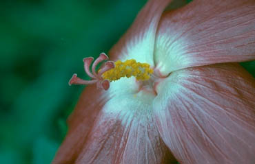 Picture of flower.