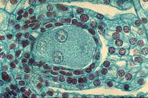 Ovule.