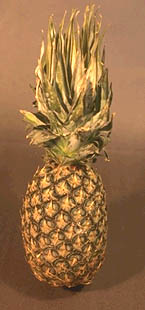 pineapple