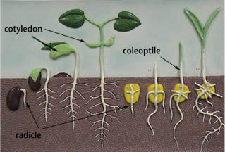 Picture of bean and corn seedlings.