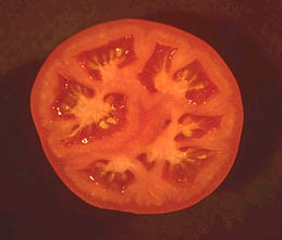 tomato